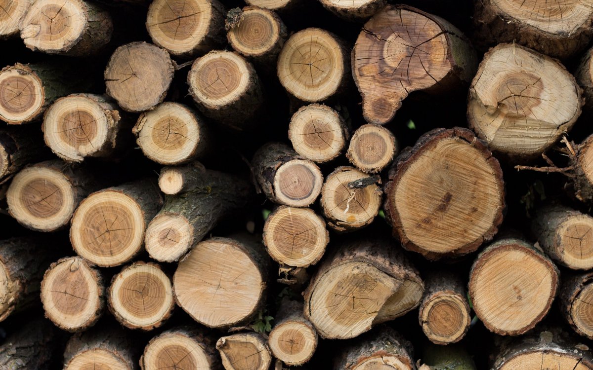 Древесина хурмы кавказской