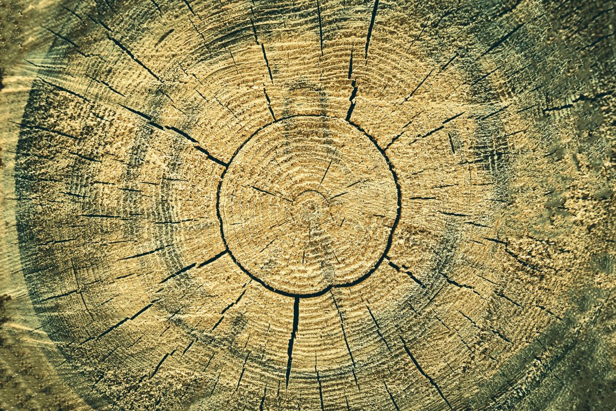 Бревенчатая стена