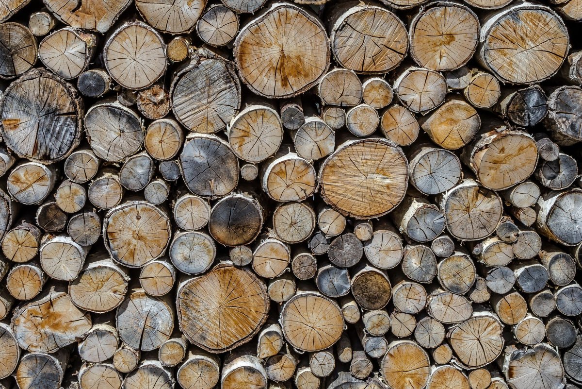 Водослой пороки древесины