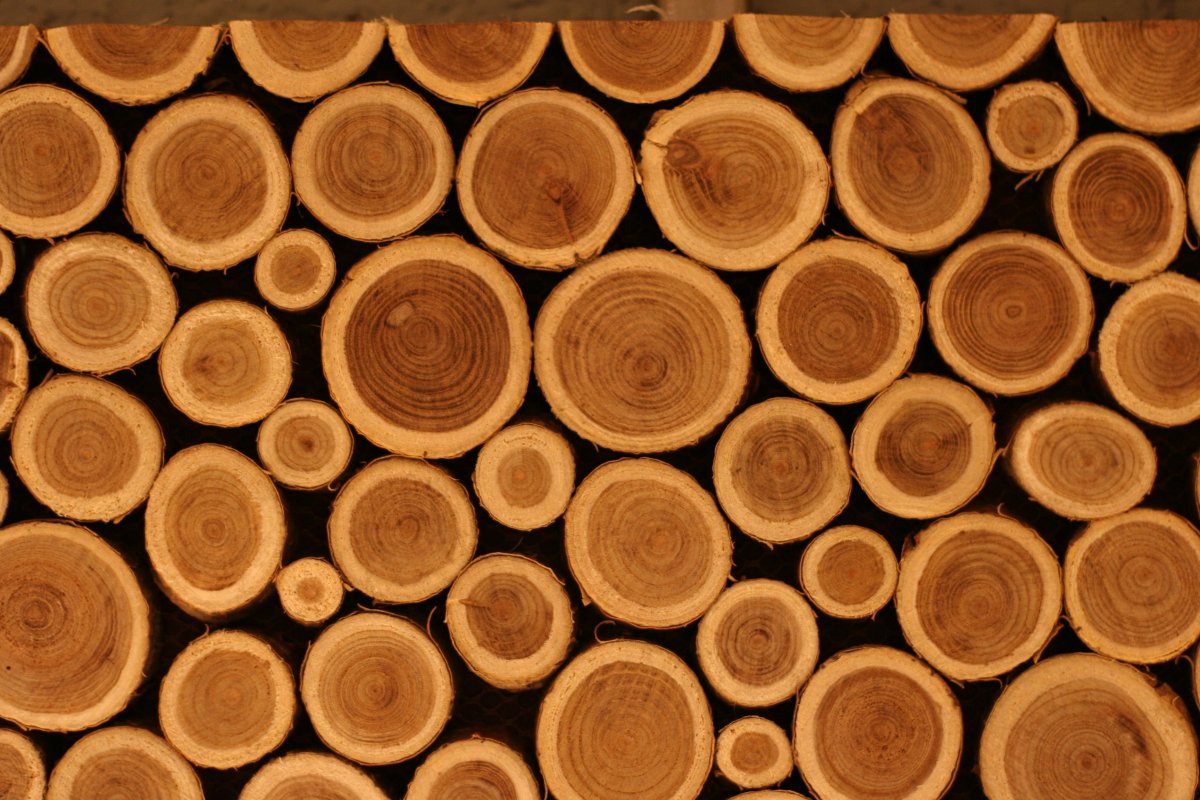 Срез бревна текстура