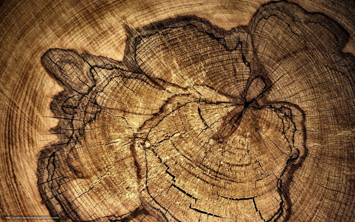 Сруб полена