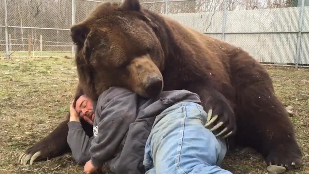 Фильм Гризли 2015 медведь