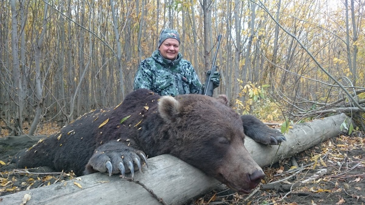 Медведь Гризли злой нападение