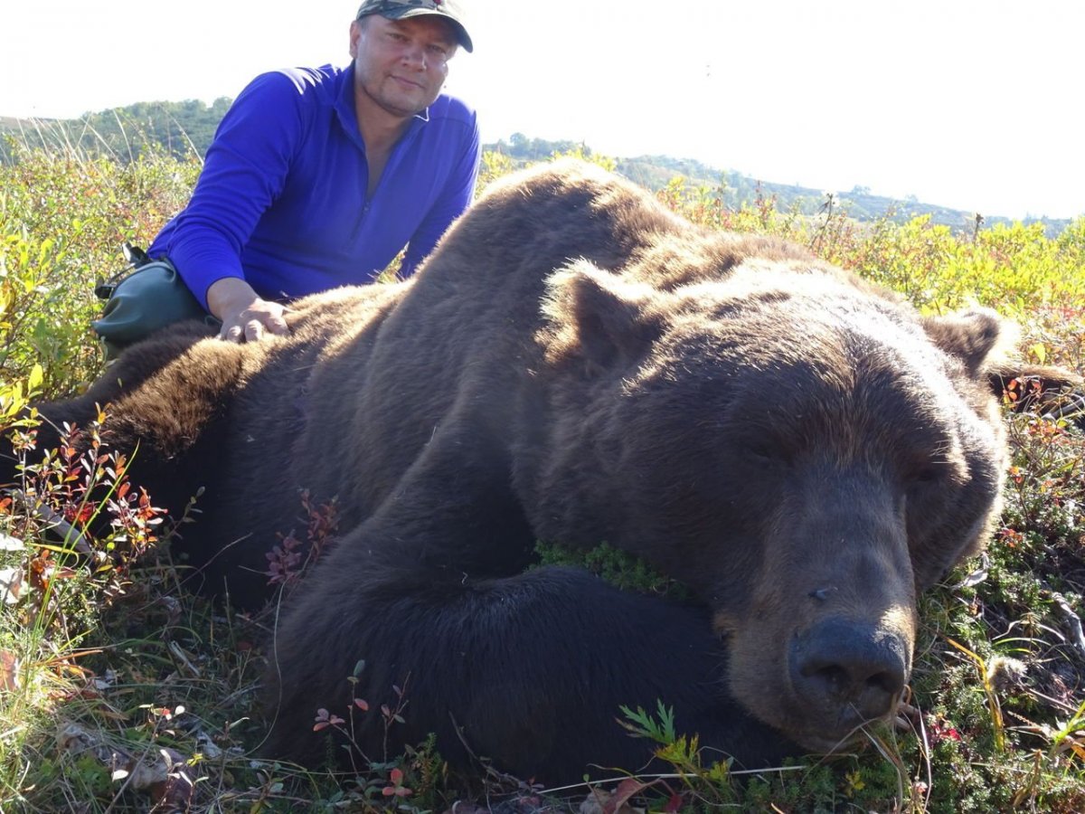 Самый большой Гризли в мире