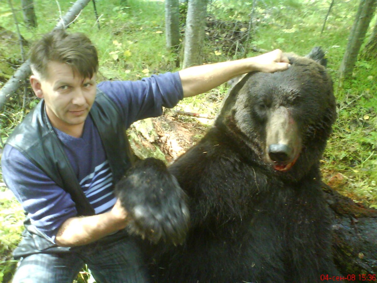 Камчатский бурый медведь трофей