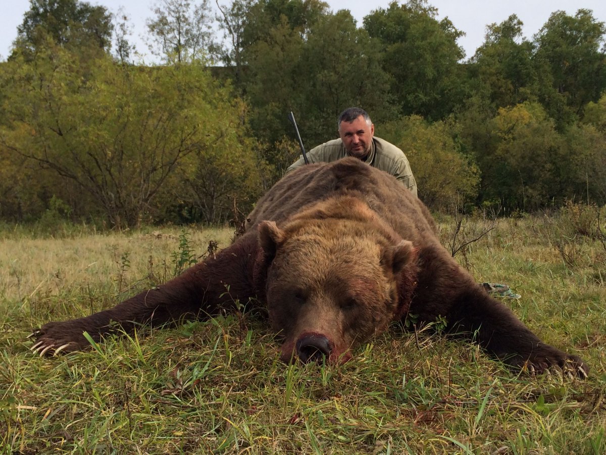 Гигантский Гризли Аляска