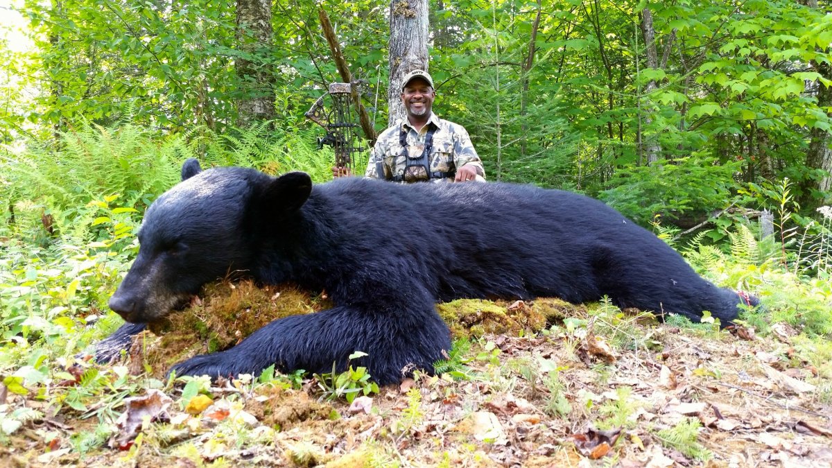 Кадьяк медведь и Гризли