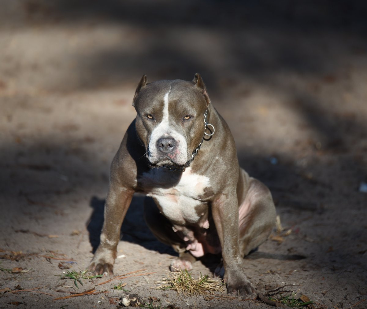 Стаффордширский бультерьер серый