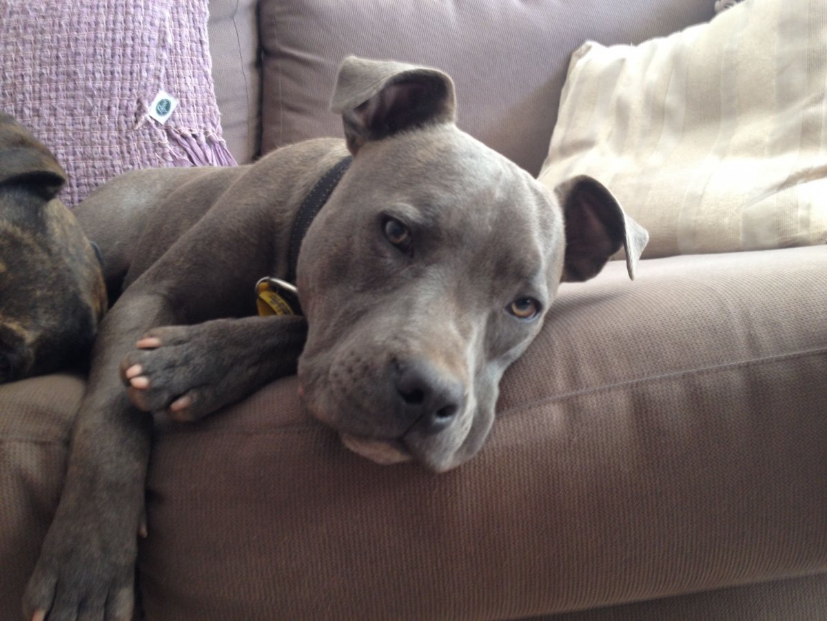 Стаффордширский терьер серый