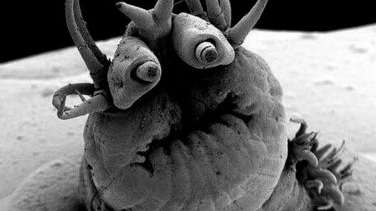 Монстры под микроскопом