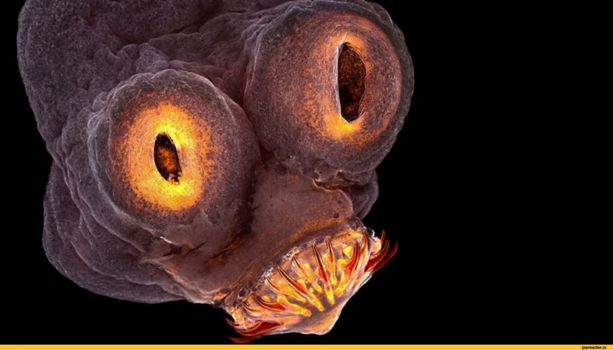 Микрофотография дождевого червя