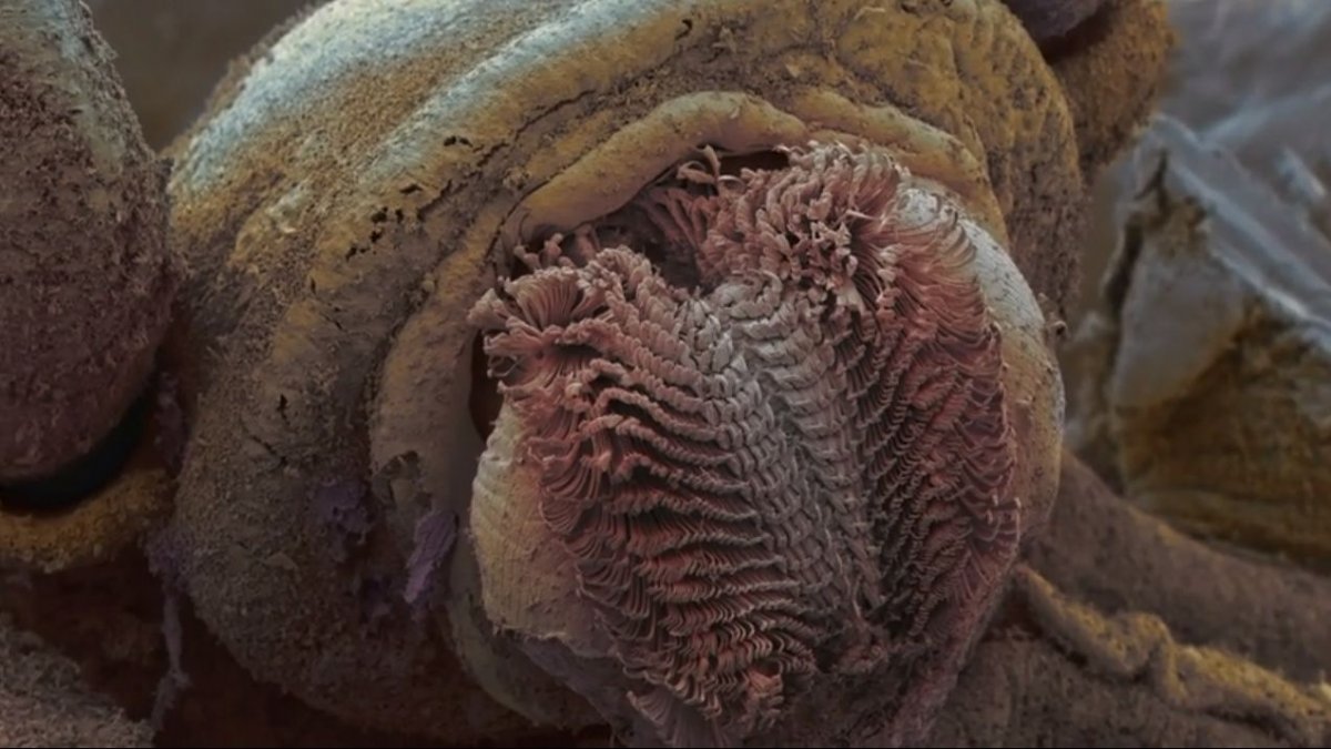 Тихоходка и клещ