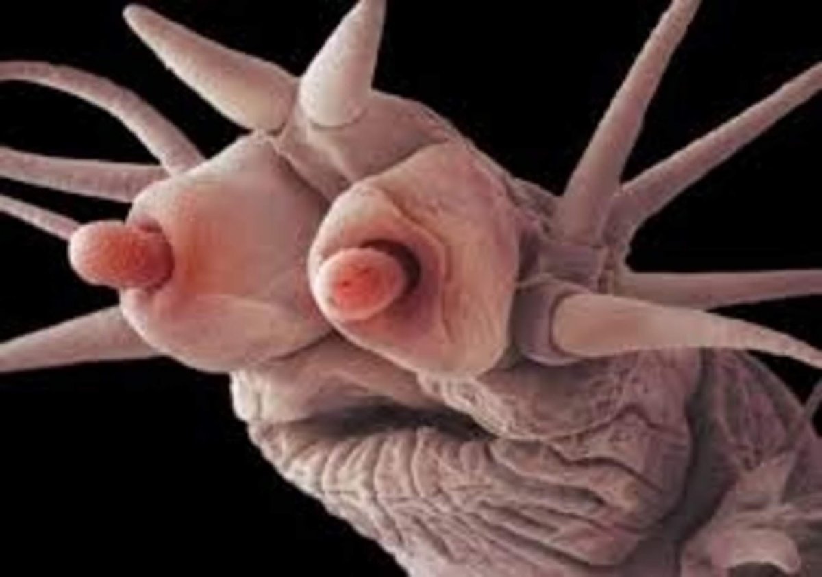 Земляной червь под микроскопом