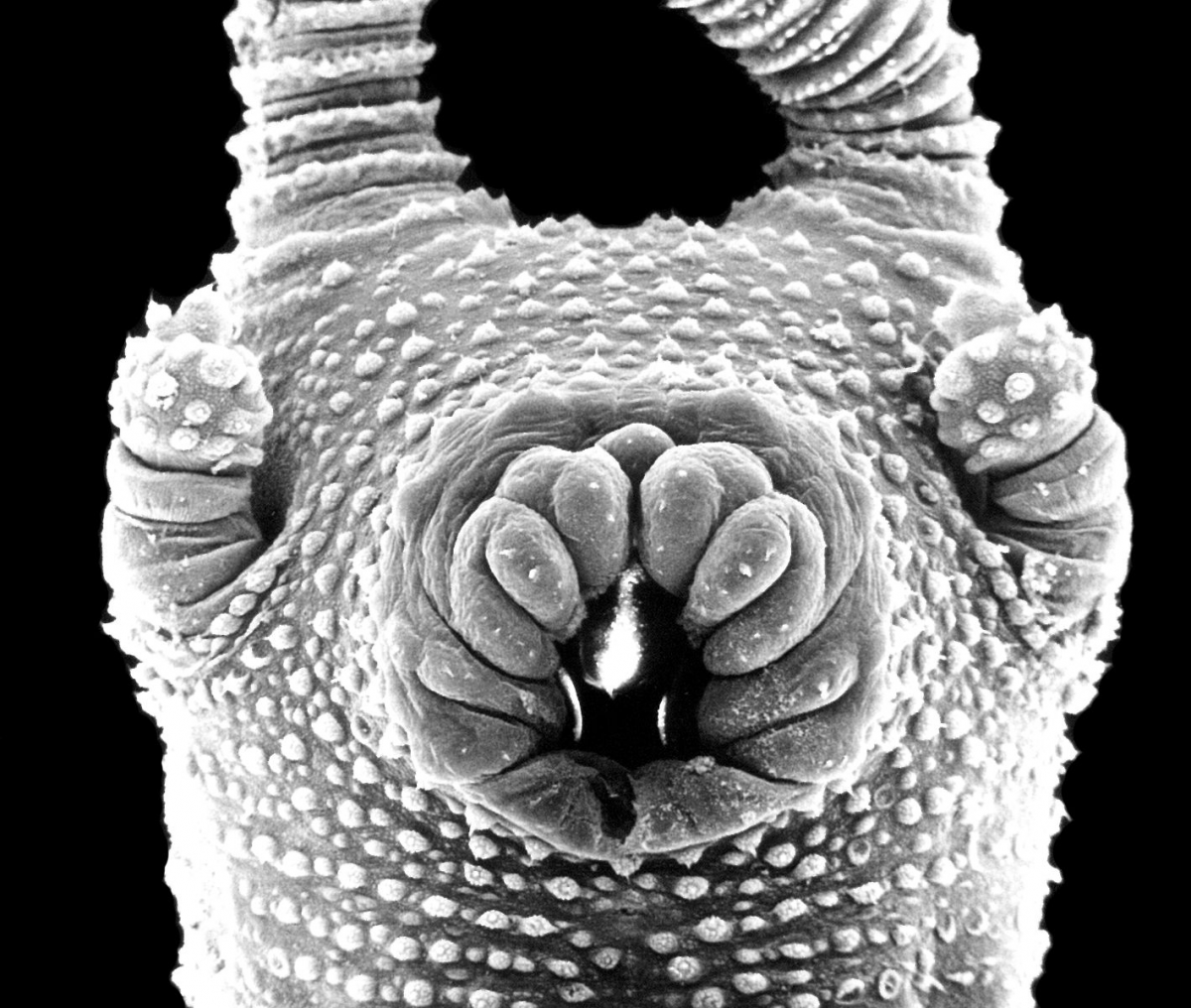 Морская полихета Nereis sandersi