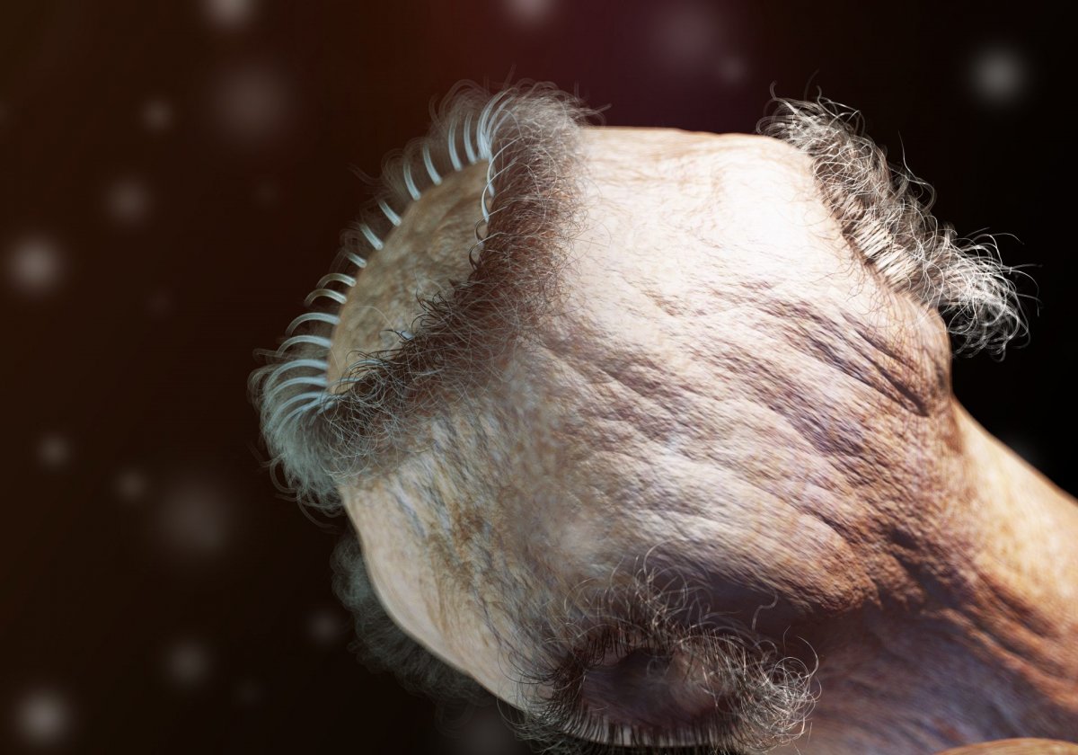 Ленточный червь под микроскопом