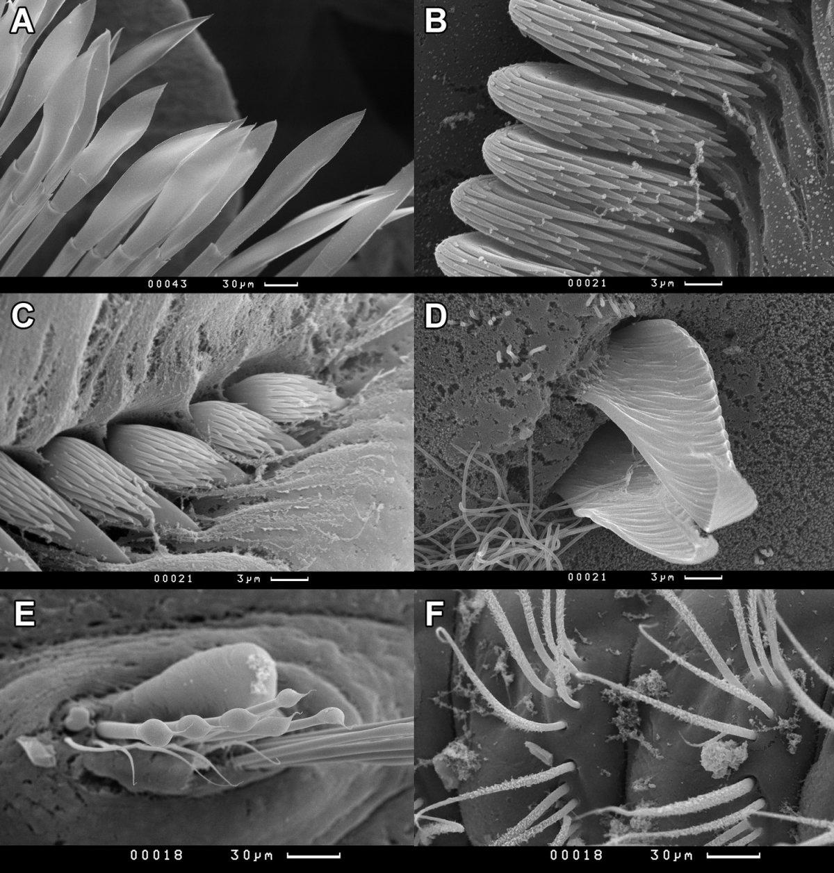 Личинка кишечнодышащих