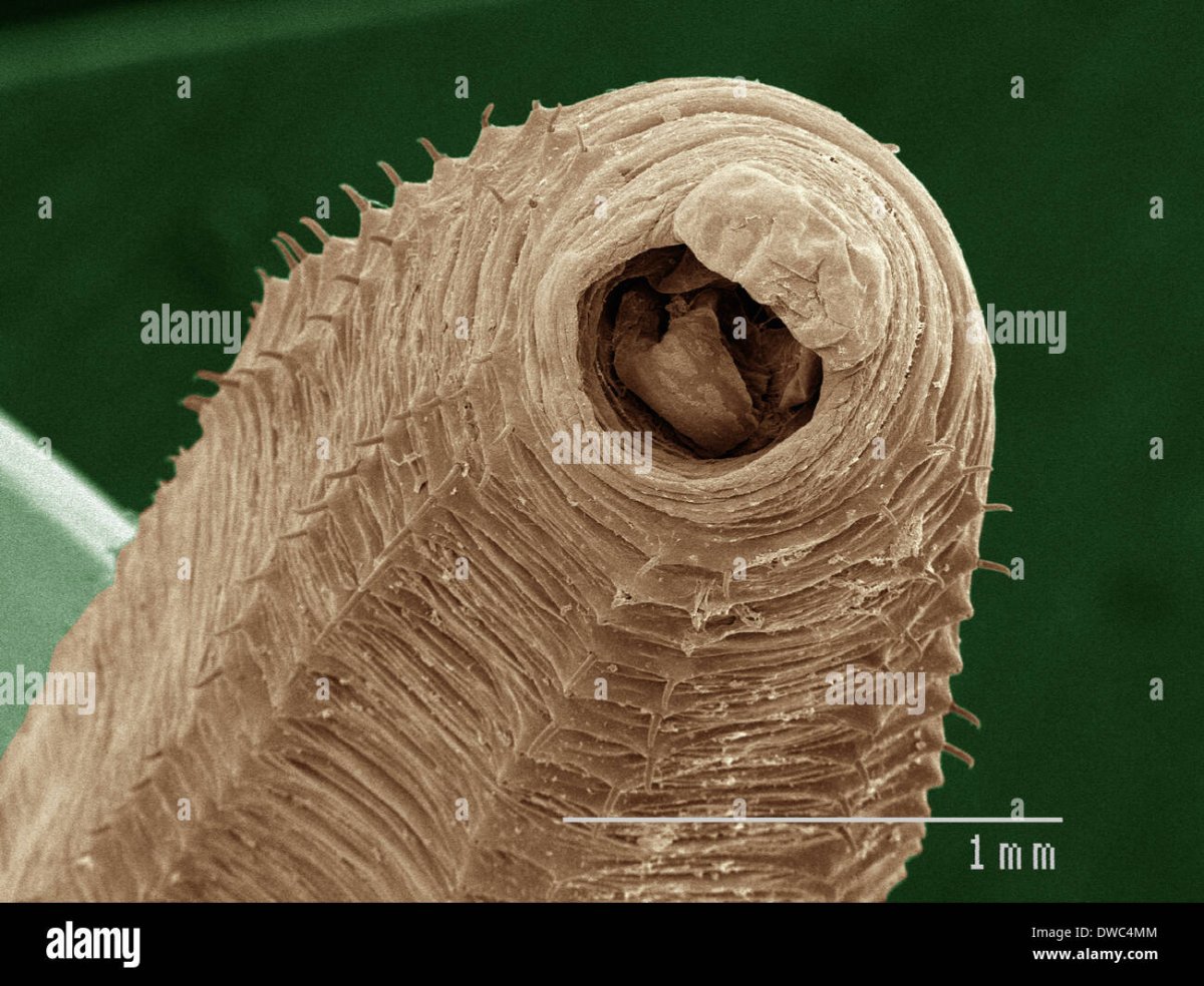 Тихоходка под микроскопом