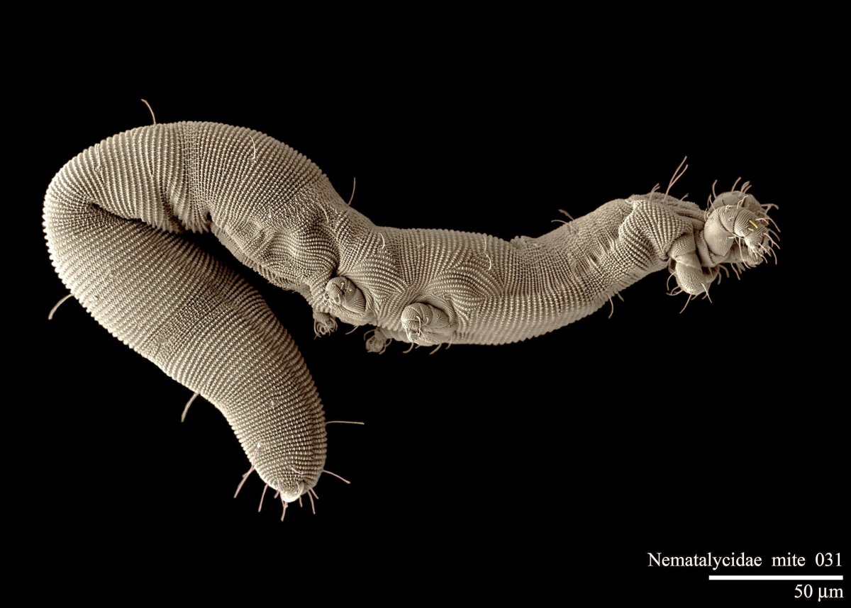 Морская полихета под микроскопом