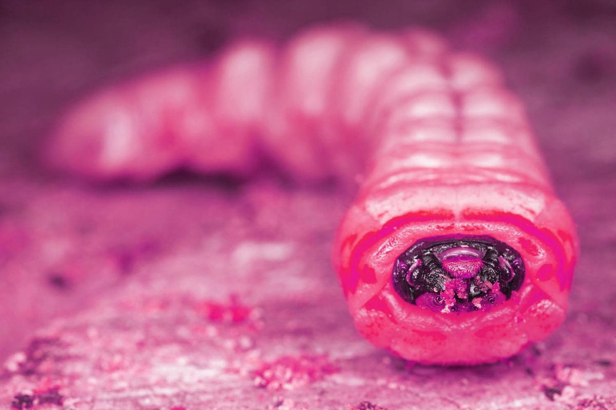 Тихоходка электронный микроскоп