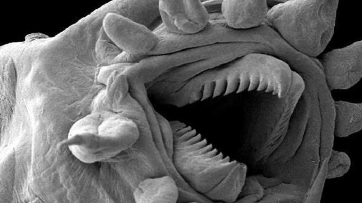 Червяк под микроскопом фото