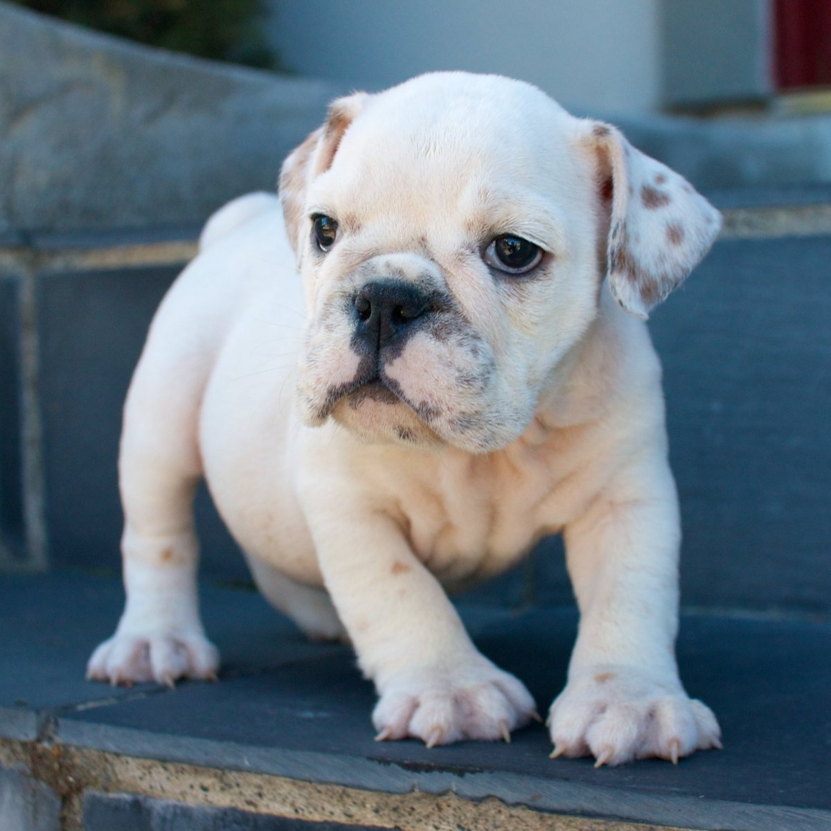 Английский бульдог морда