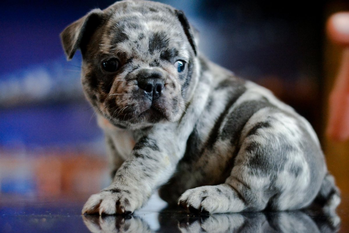 Шотландский бульдог