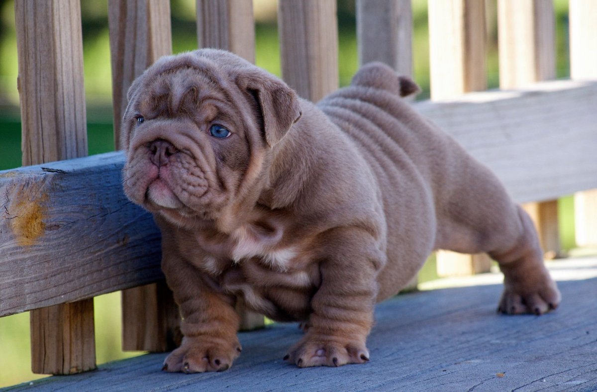 Американский бульдог мини