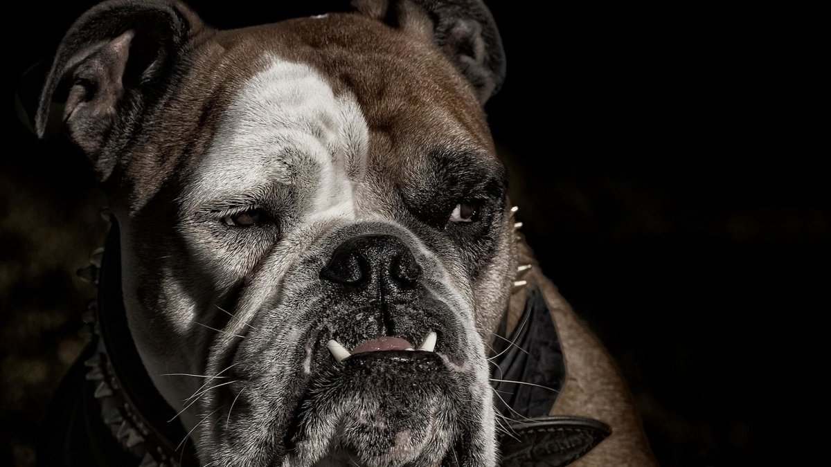 Британский бульдог собака