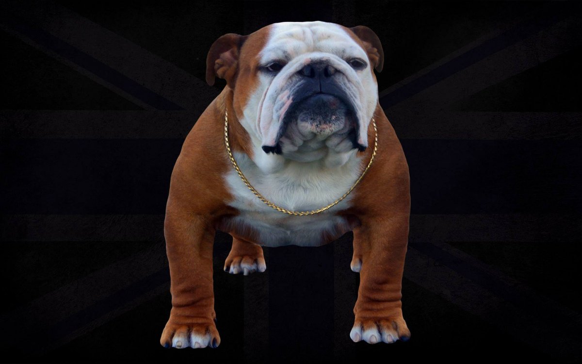 Бульдог черный