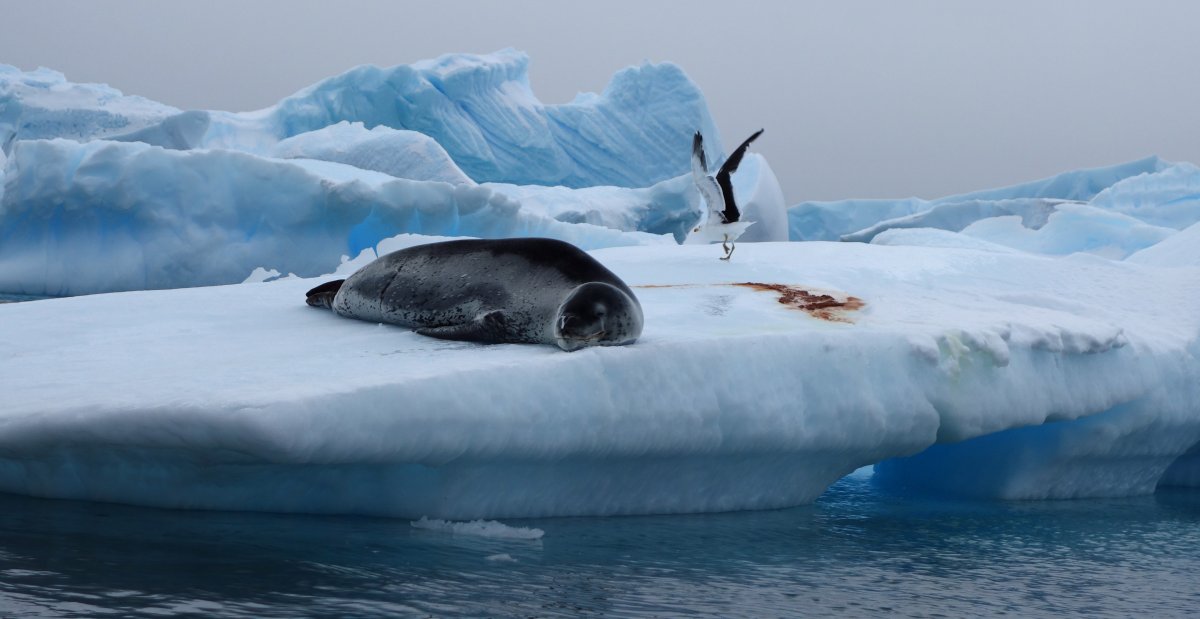 Антарктида Касатка