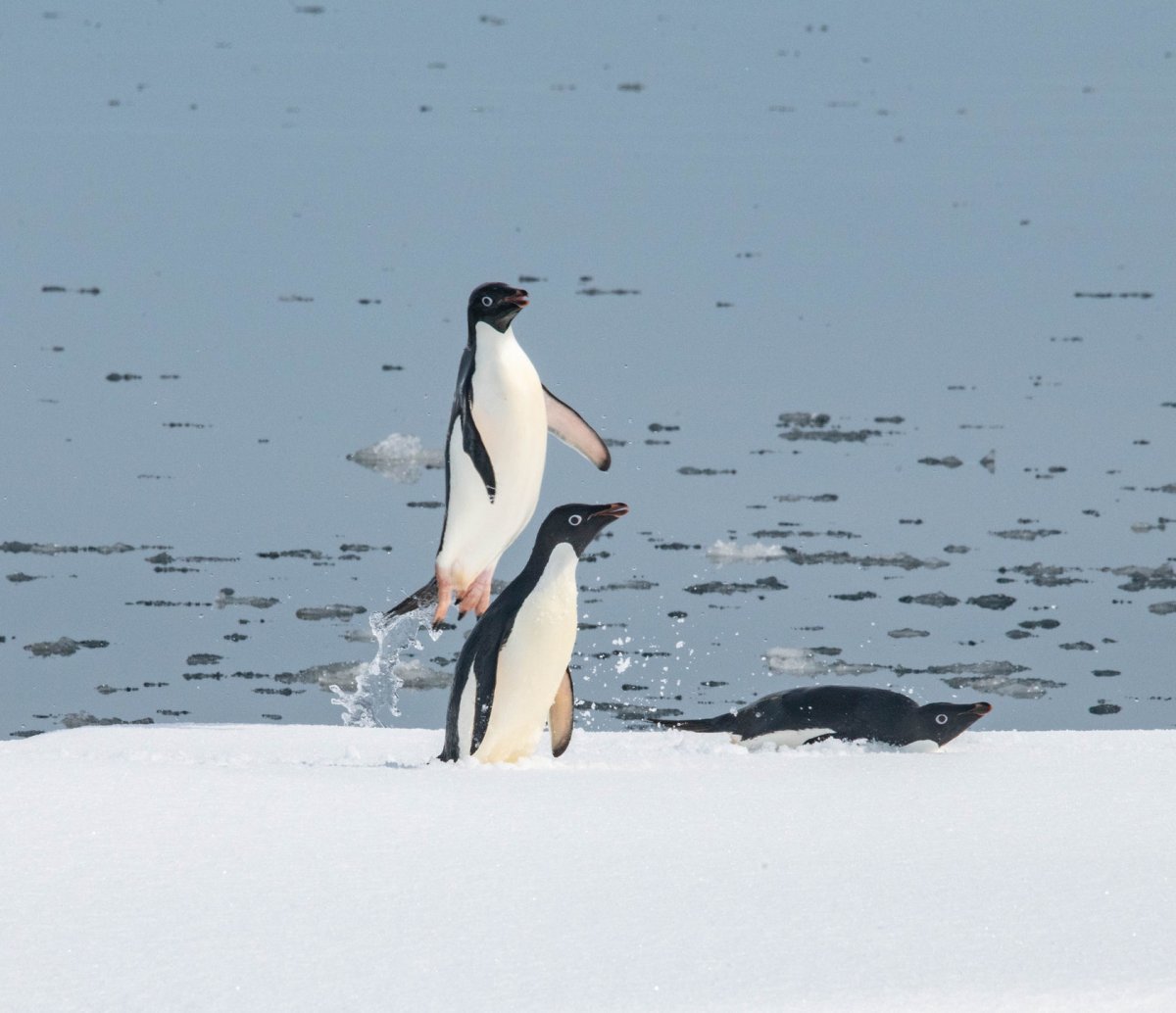 Касатка Арктическая