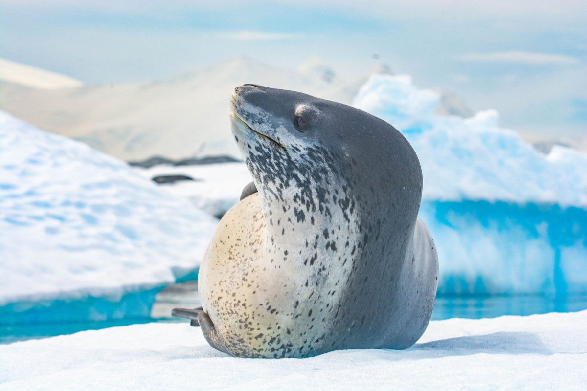 Касатки в Баренцевом море