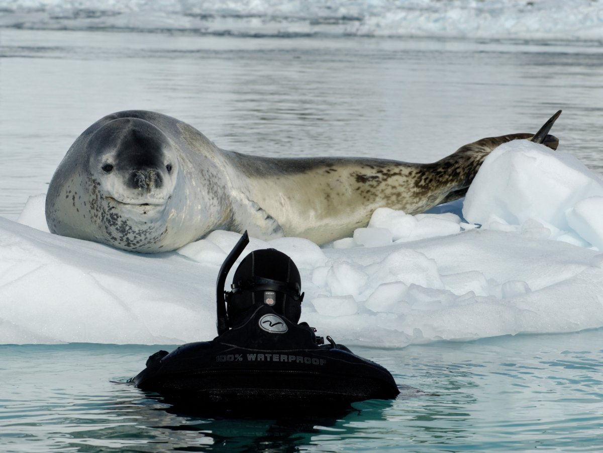 Морской леопард в Антарктиде