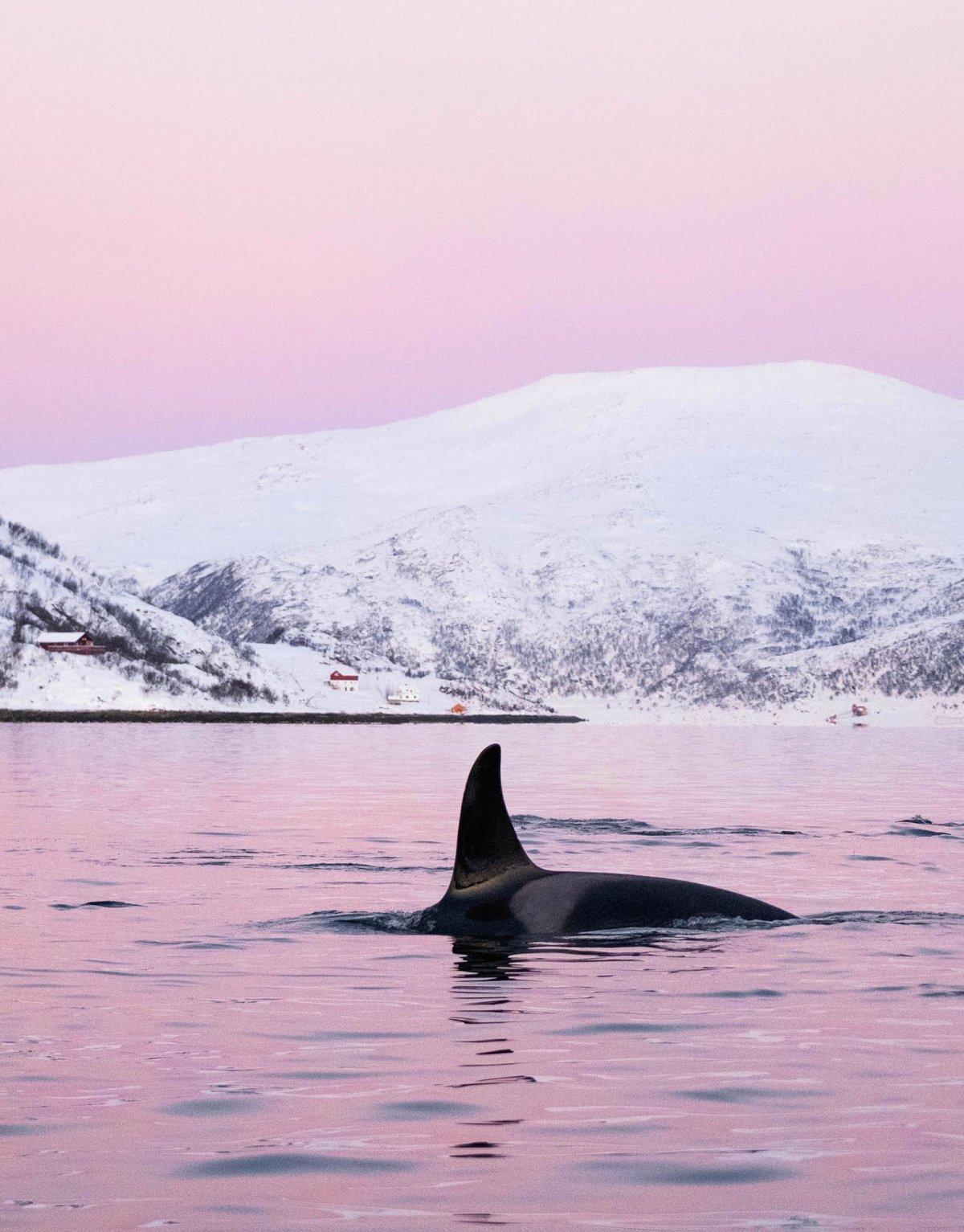 Касатка кит убийца