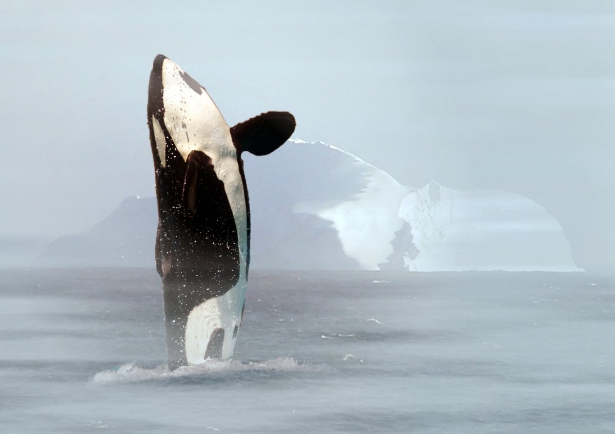 Антарктида Касатка