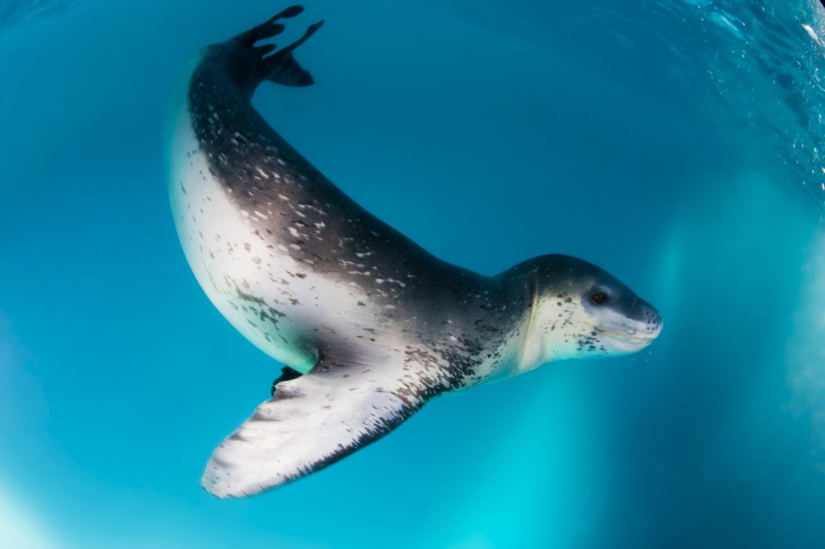 Антарктида кит Касатка