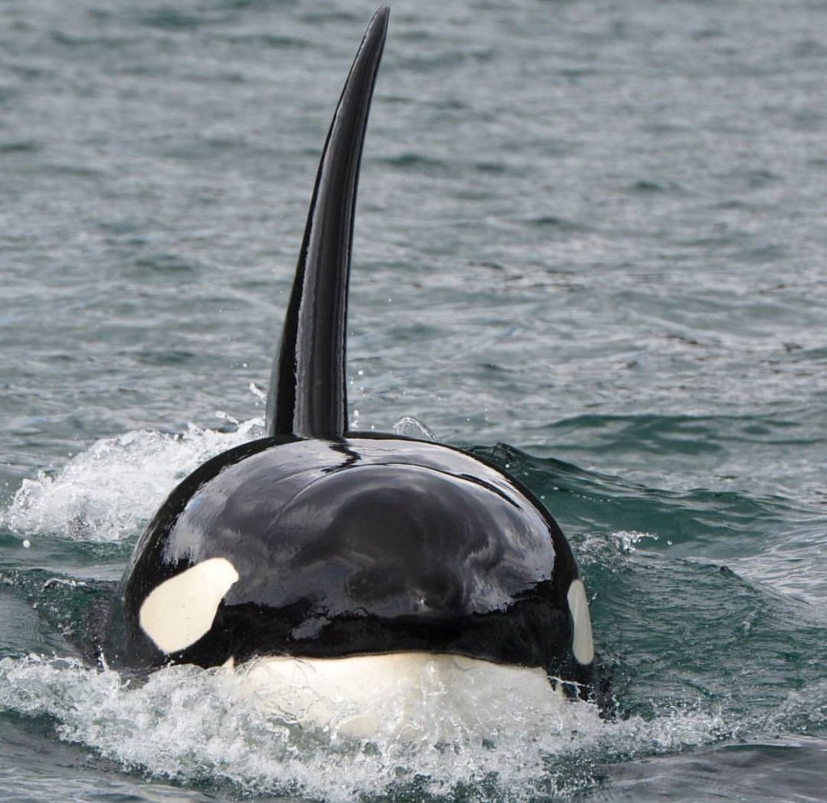 Северный Ледовитый океан пингвины