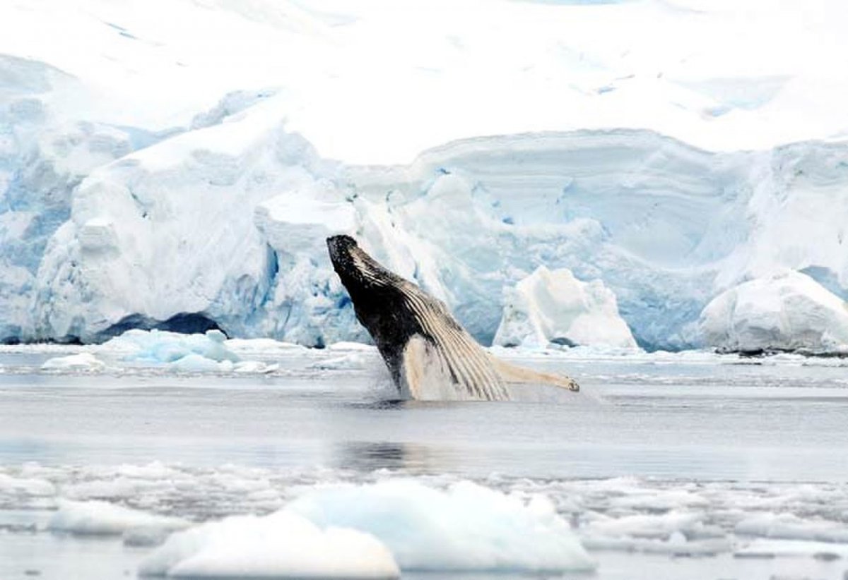 Пингвины в Антарктиде
