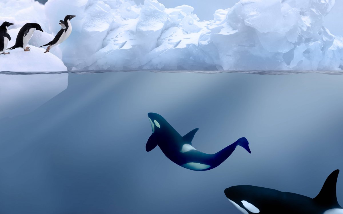 Касатка и морской леопард пингвины