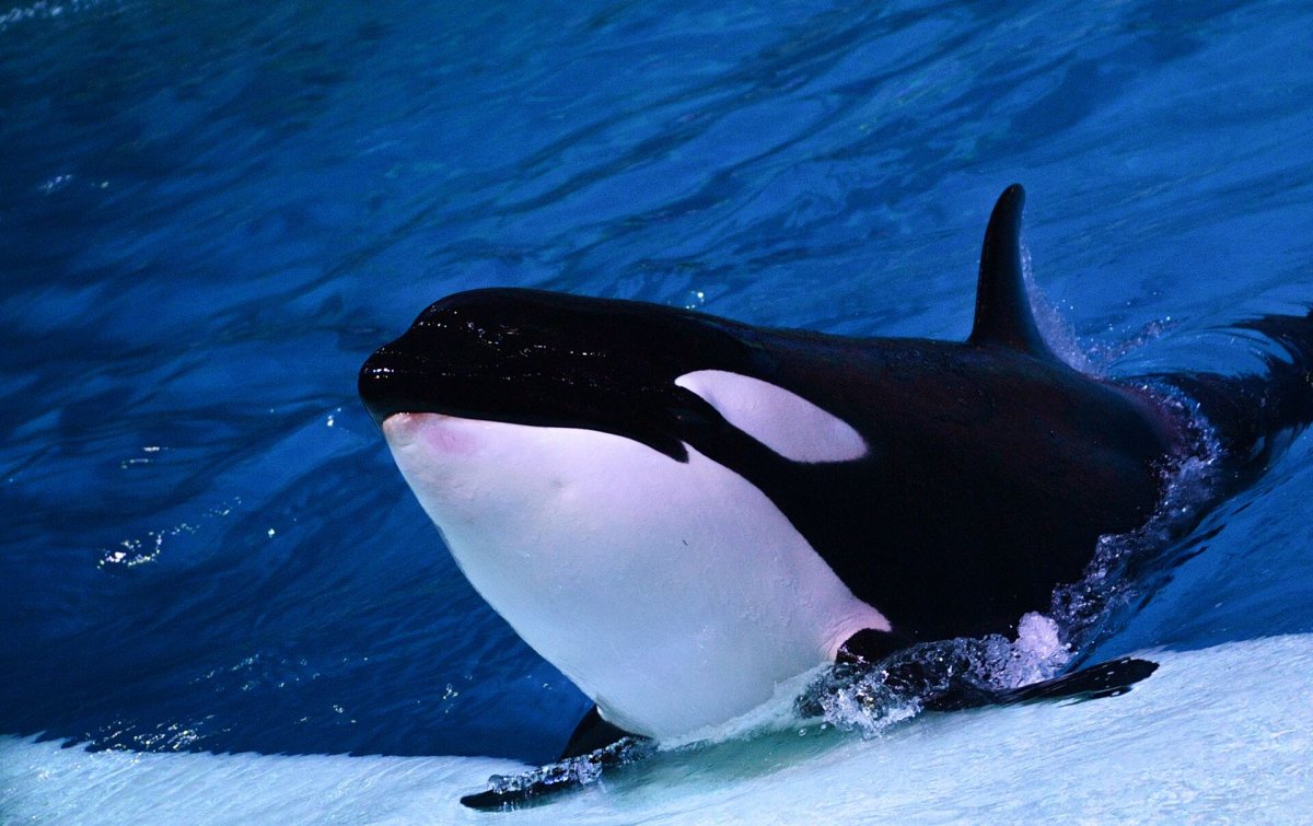 Пол Никлен морской леопард