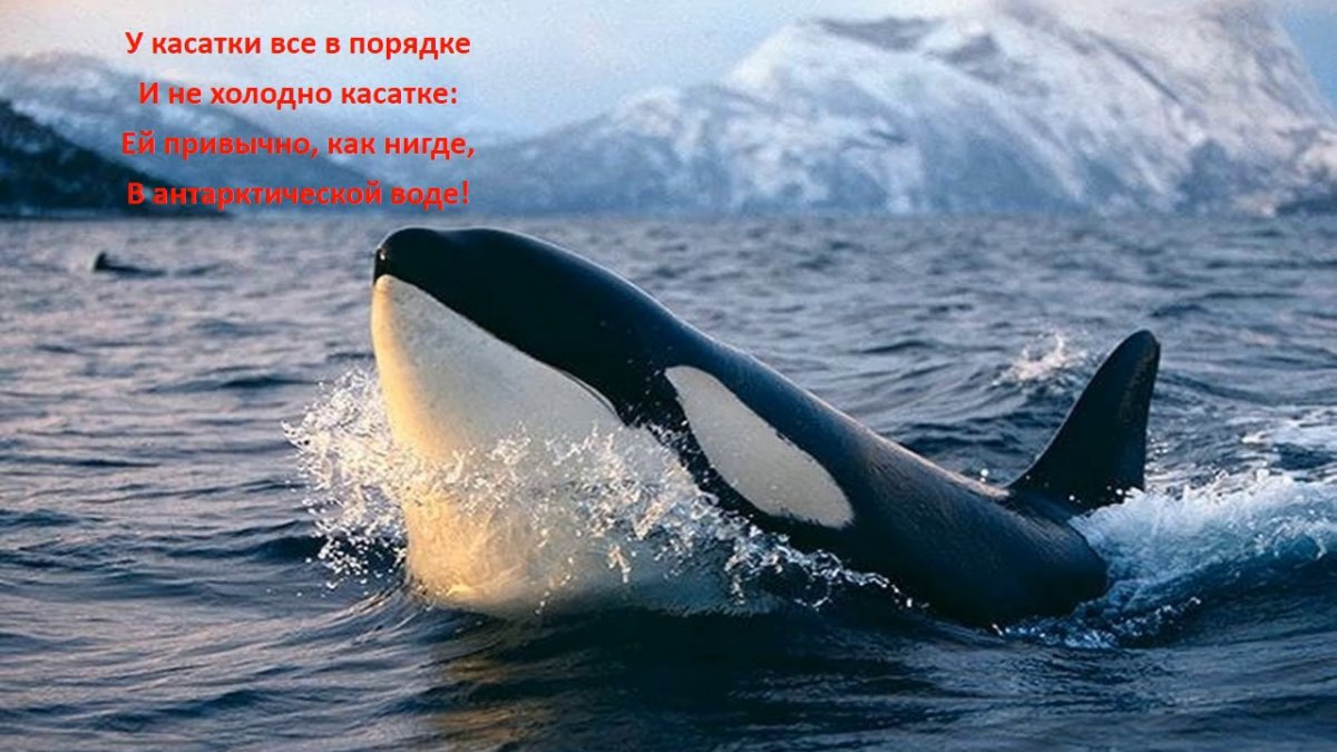 Кит Кашалот Касатка