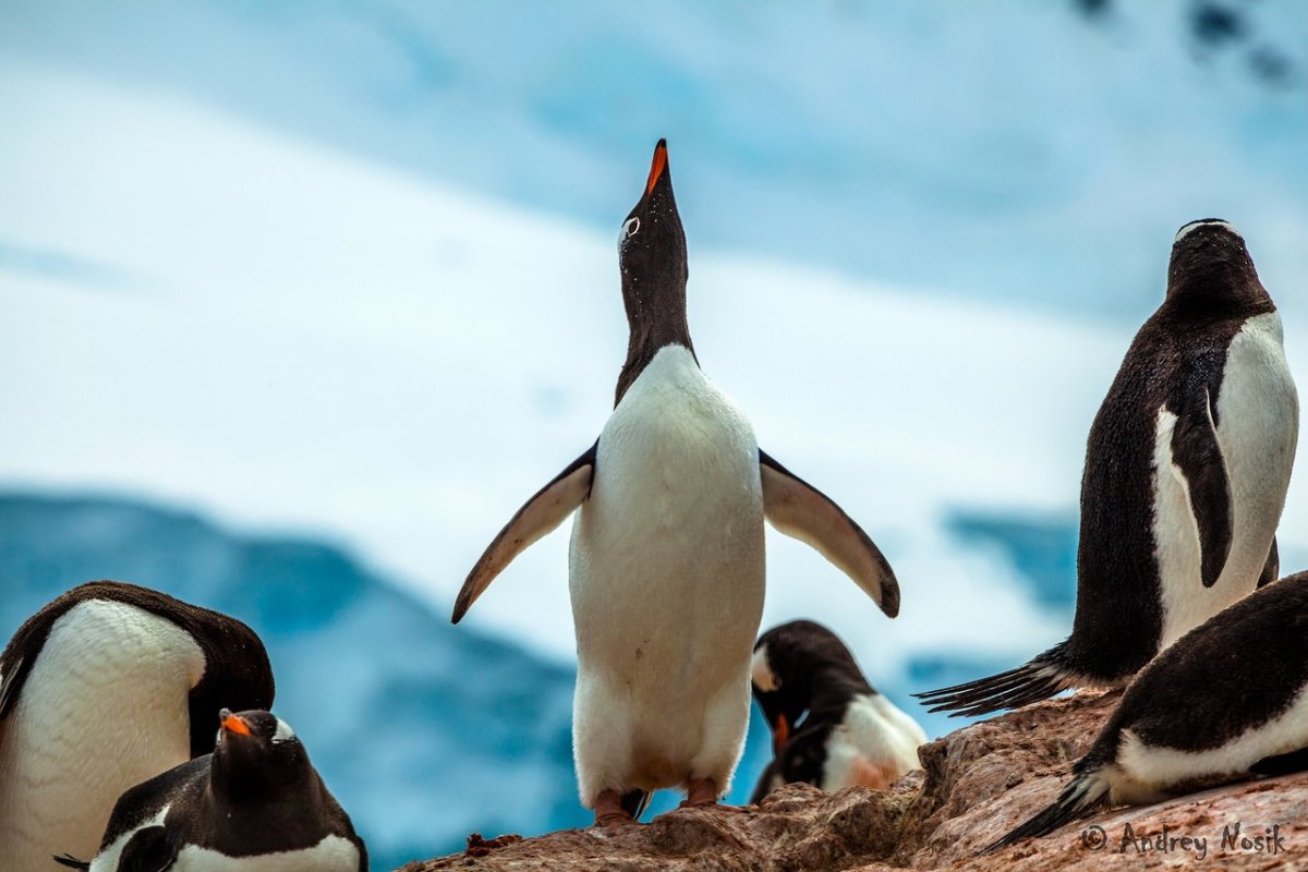 Киты в Антарктике