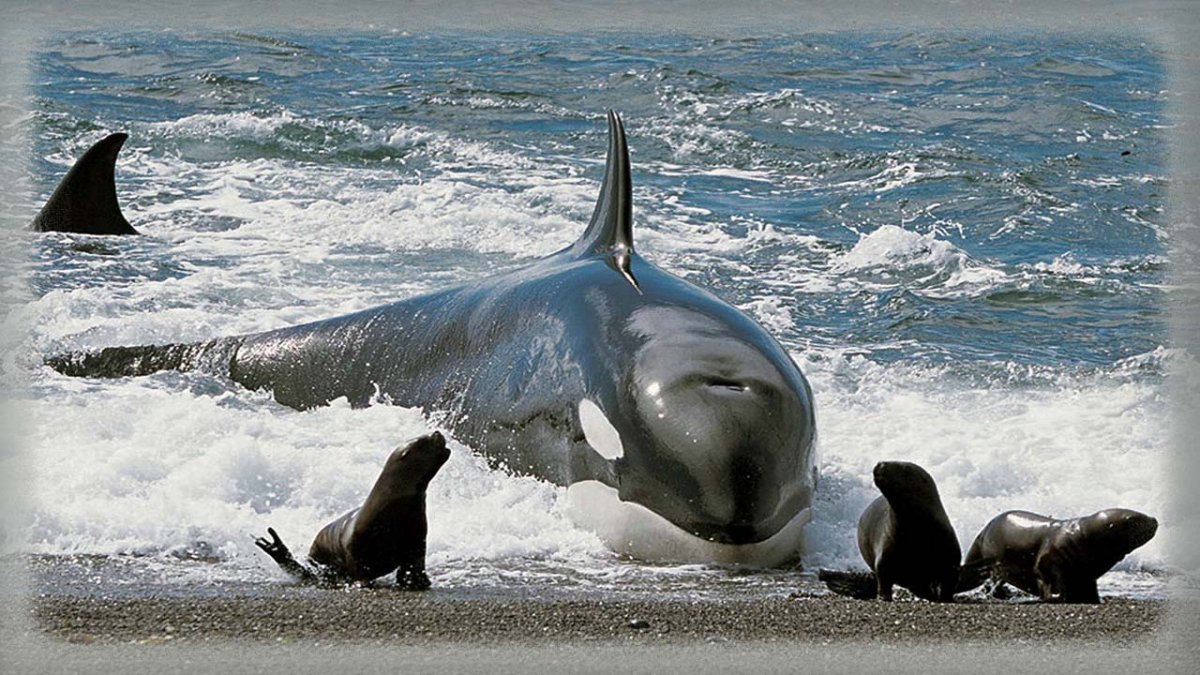 Морской леопард Лоло