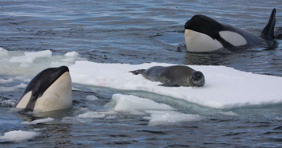 Кит и Касатка и Дельфин