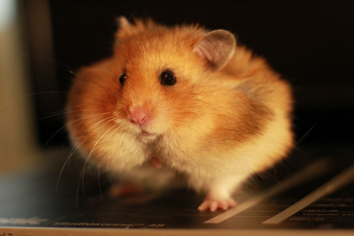 Огромный хомяк
