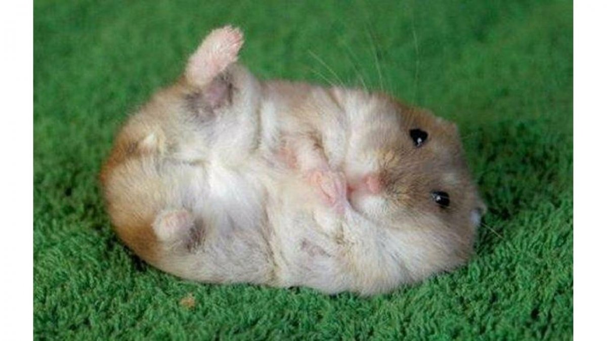 Джунгарский хомячок белый