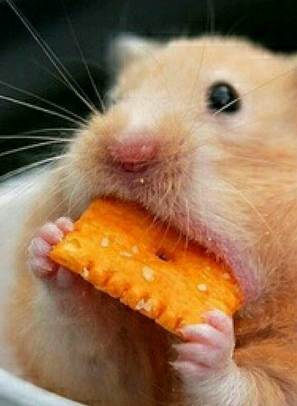 Хомяк породы шиншилла