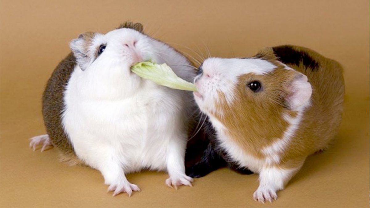 Джунгарский хомяк карлик