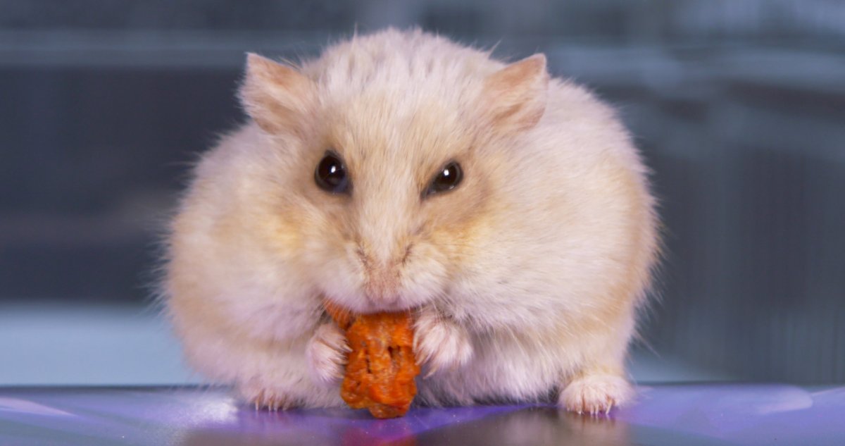 Жадный хомяк фото