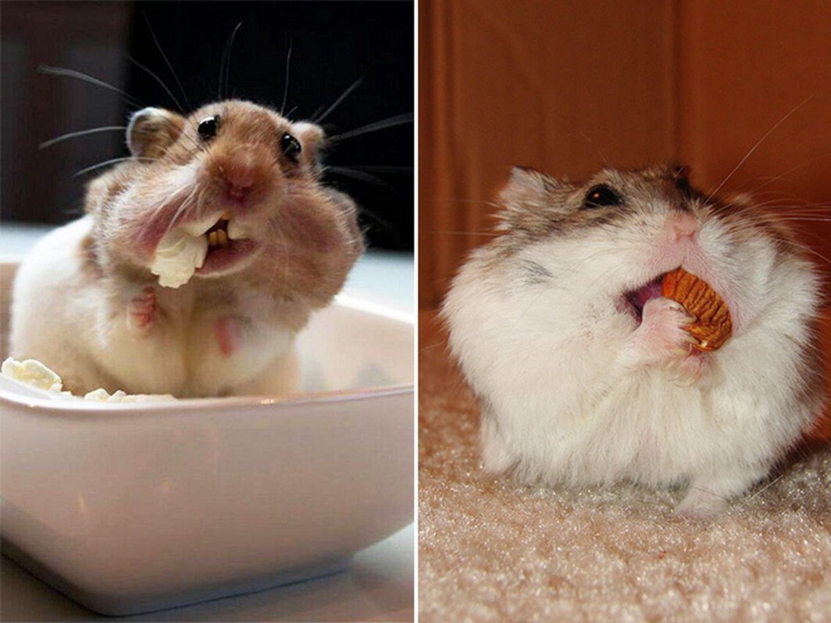 Толстая крыса